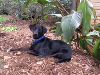 Chapin (Lab/Hound mix?)