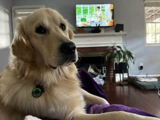 Fergus watching tv.