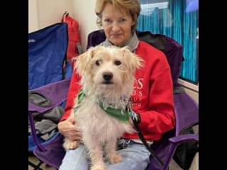 helping a fellow foster showcase her foster during adoption event