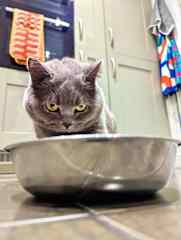 Blue having her dinner in the kitchen with the two ovens and the concealed fridge behind her