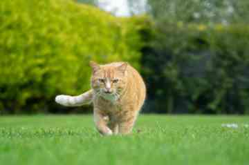 Sheeran is a beautiful big ginger cat. He is very affectionate and loves to sit in the garden or cuddle up on your lap