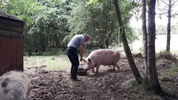 Feeding one of the pigs in Wales
