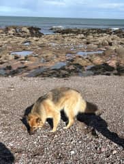 She loves to chase large pebbles thrown by you of course. she will strut around proudly with her find and then drop it wherever she feels like, ready for the next one for her.