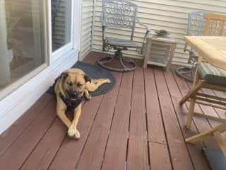 Gus on main patio.