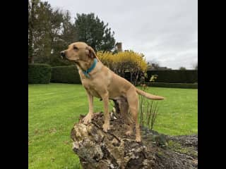 Arthur loves to explore and make you laugh with his antics!