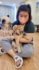 I love Shiba