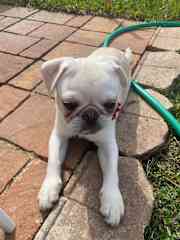 Loves playing outside with the other dogs!