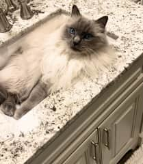 Sebastian enjoying “his” sink time while daddy gets ready.