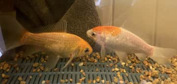 Sunshine and Starlight, eight year old goldfish.