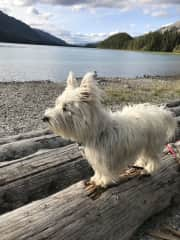 Finny at Muncho Lake