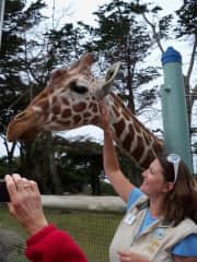 Getting to meet and pet one of the female giraffes at the San Francisco Zoo.