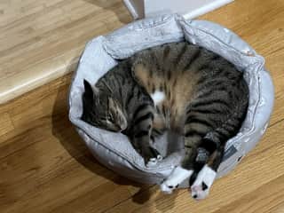 Pinot's white paws distinguish her easily from Higgins