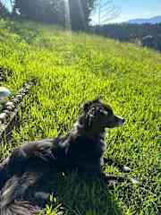 My dog Akura