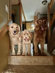 Sadie, Georgia, and Ruby greet you when you come upstairs to the kitchen and living room.