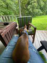 Sitting for my friend's dogs summer 2023, snuggling and bird watching.