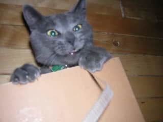 ChiChi having fun in a paper bag when she was a kitten.