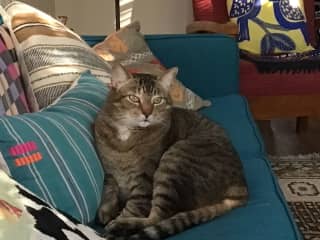 Henri is a large ummm quite large cat