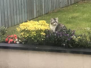 Totally camouflaged… no-one will see me here
