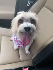 Daisy after a grooming