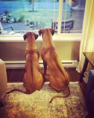 Walter and Stella looking out window at our old house