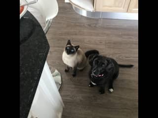 Frank with our daughter's dog hoping for a treat