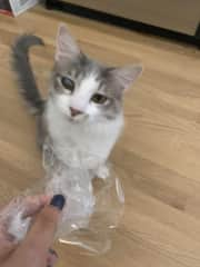 Crinkly wrappers are his FAVORITE toy