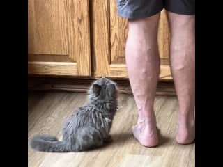 Glenn is the cat whisperer