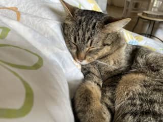 Sleepy boy. He always sleeps with me in the bed.