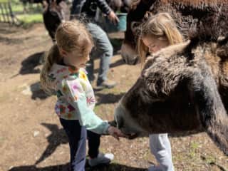 Corsican donkey