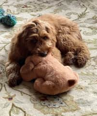 She loves her snuggle puppy and and likes to take it to bed with her.