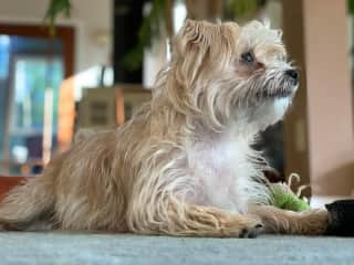 Zuzu is a Maltese Yorkshire terrier mix