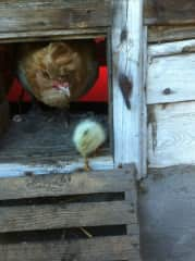 My hen is coming out of her door