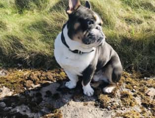 This is Chester he loves his coastal
walks