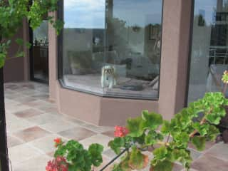 Living room window seat with dogs