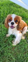 Jammie is almost 2 years old and eager to please. He is a ex-show dog, not that you know it as he can pull a little on lead and must be kept on lead at all times in his walks. He is terrified of young children and tends to hide from them.
