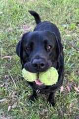 Always best to carry a spare tennis ball when required. Loves to play fetch on the field near the house. Only ever allows one ball to drop on command.