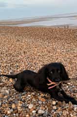 By the sea - she loves swimming and running Ali f the beach.