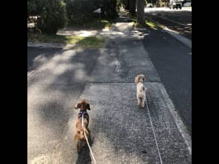 Lulu & Otis on their walk.