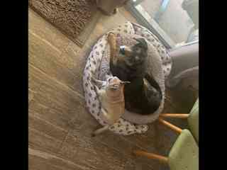 Charlie Allnut and Rolly - Boo Radley’s partners in crime LOL