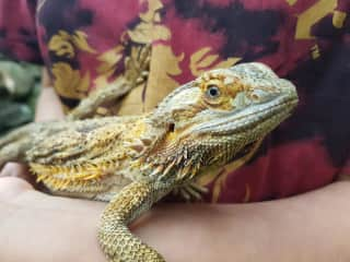 This is Ella, Carmen's Bearded Dragon.