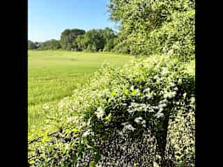 Backyard view of our neighboring pasture