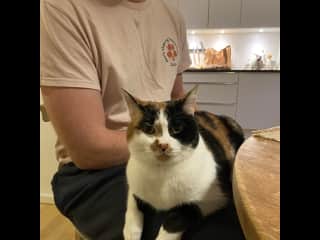 Lap cat all day!