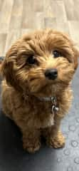 Hi, I’m a mini golden doodle. I’m going to be 7 months old April 20, 2024. I’m potty trained and I have been to several classes to learn how to behave.