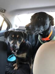 Schatzi and Ben..our third stay. Super sweet dogs and really well behaved!
