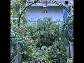 My backyard oasis.  I love plants.