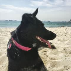 Cassi at Rosie's Dog Beach