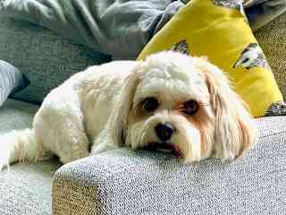 Sable relaxes after a run at the cricket fields.