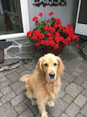 Jasper in front yard