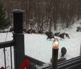 Flock of Turkeys at the Bird Feeder