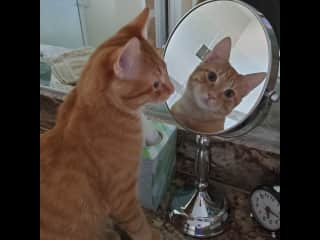 Mirror, mirror on the counter, who's the handsomest ginger tabby?